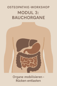 Osteopathie-Workshop Modul 3: Bauchorgane – viszerale Techniken für Verdauungsorgane