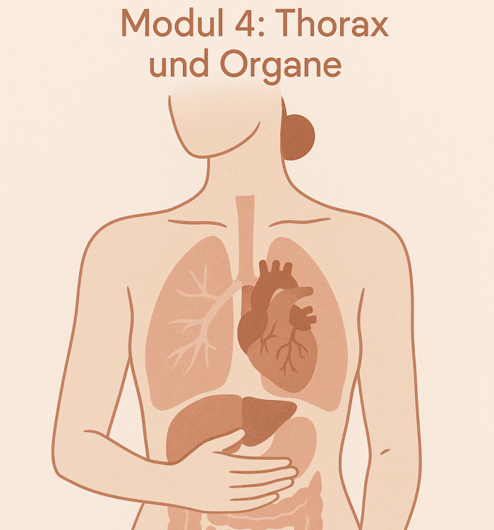 Modul 4 Thorax und der Organe